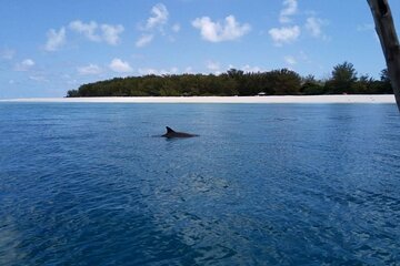 5-Hour Snorkeling, Swimming with Dolphins and Sea Turtles Aquarium