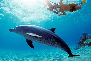 4 Hours Snorkeling With Dolphins Trip By A Private Speed Boat -hurghada
