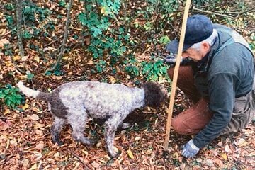 From Verona:The Truffle hunting experience in the woods