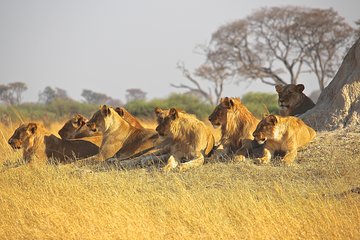 Private Safaris Nairobi National Park 6.a.m To 11.a.m