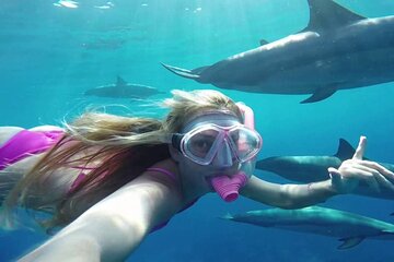 Snorkeling Trip From Marsa Alam And Swimming with Dolphins,