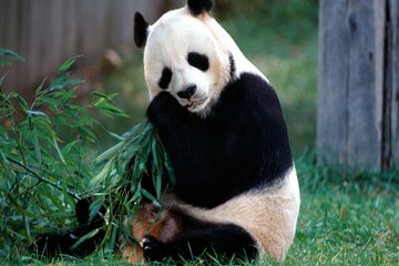 Private 2-Day Chengdu Tour: Panda Base And Giant Buddha