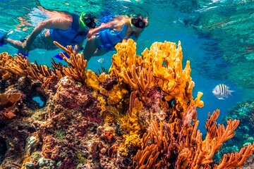 Magical snorkeling adventure through 3 reefs in Cozumel. Transportation Included