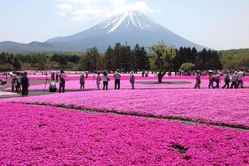 Mt Fuji & ShibaSakura Festival with Hotel Pick Up