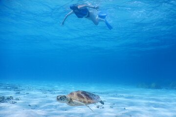 Sea turtle snorkel at Kerama Islands and Zamami Island