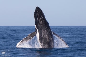 Full-Day Whale Watching Snorkeling and Swimming at Coral Bay