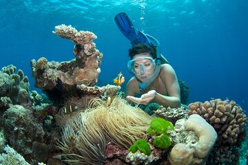 2-Day Snorkeling Experience in Great Barrier Reef (Twin Share Cabin)
