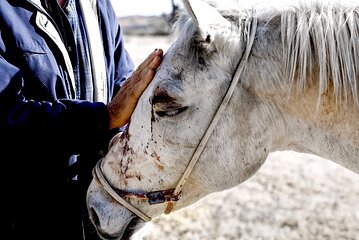 Equine Therapy Lesson w/ Horseback Riding add-on