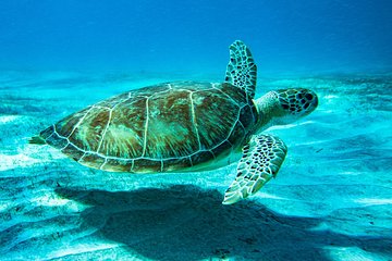 National Park Snorkeling Excursion