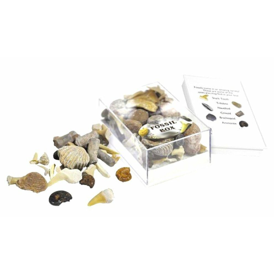 Collection Box of Small Fossils