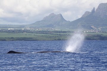Marine Discovery Tour: Dolphins, Whales, Birds, Sea Turtles, Snorkelling, Lunch