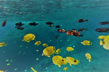 Coral Gardens & Maui Sea Cliff Snorkel Adventure