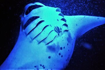 Catamaran Night Manta Snorkel