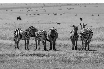 5 Days - Masai Mara, Nakuru and Naivasha - Luxury - Safari Van