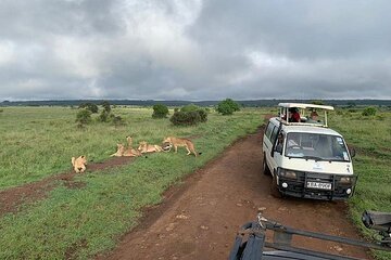 Nairobi national park game drive.