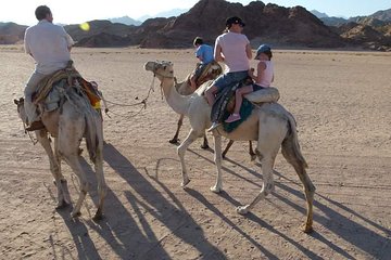 Camel Riding Private Tour from Sharm El Sheikh