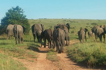 8 Days Maasai mara - Ngorongoro - Serengeti - Lake Manyara safari