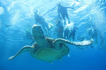 Snorkeling trip at Kerama Islands (full day)