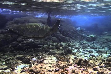 Beach Snorkel - Sea Turtle and Black Sand Lagoon