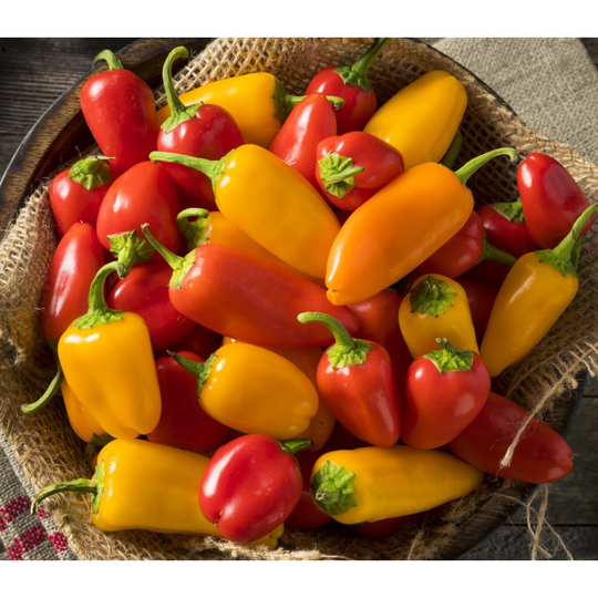 Pepper Lunch Box Mixed Mini Sweet Pepper (12) Fruit/Vegetable Seeds