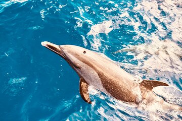Dolphin Watching & Snorkel in the West Coast line of Oahu