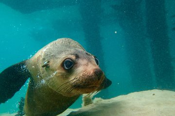 Dolphin and Seal Swim Reef Snorkel Boat Tour Mornington Peninsula