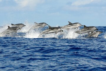 Dolphin Tour & Josani Forest Snorkeling Sea trip - Zanzibar