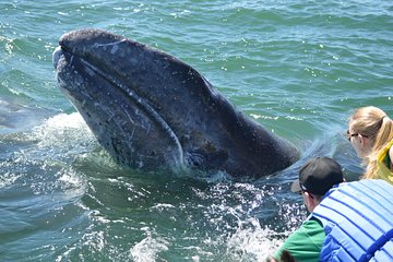 2-Day Magdalena Bay Gray Whale Van Tour