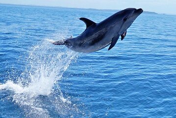 Hurghada: swimming with dolphins - snorkeling tour