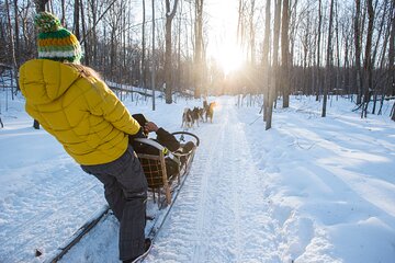 Two hours immersion in dogsledding