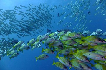 SCUBA Diving tour from Johannesburg