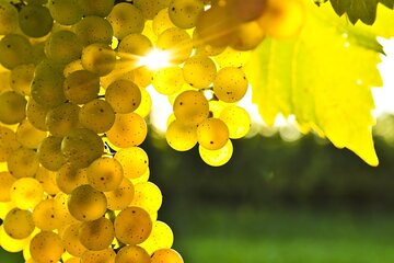 Rhodes Wine & Food Tour: 10 Meal Course Greek Lunch, Wine Tasting, CookingClass