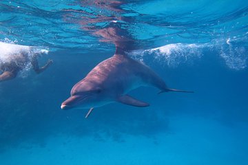 Overnight Snorkeling Trip At Satayh Dolphin Reef From Portghalib