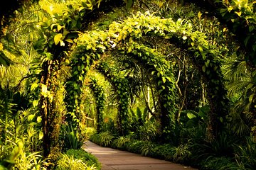 Botanical Gardens Flower and Foliage Photography