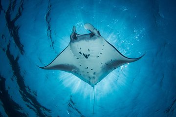 Snorkeling, Whale & Dolphin Watching Private Boat Tour Kalpitiya, From Negombo