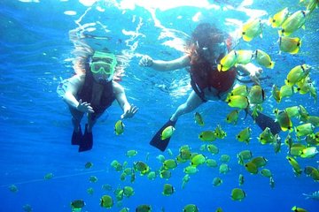Guided Snorkel with Fish Tour at Wavebreak Island, Gold Coast