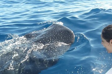 Snorkeling tour with the whale shark in Holbox Mexico