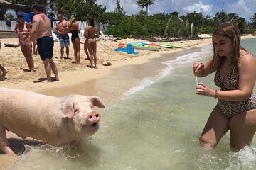 Private Swim With Pigs and Snorkeling in Paradise Tour