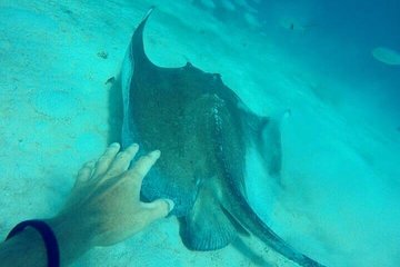 Elegance Catamaran Cruises sailing lunch snorkel and swim excursion