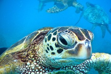 2.5 Hour Xpress Snorkel from Ka'anapali Beach