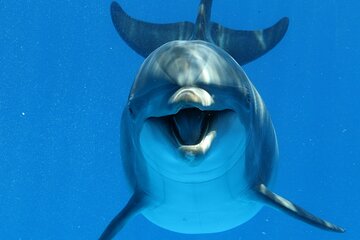 Dolphin House Snorkeling Sea Trip, Water Sport With Lunch and Transfer- Hurghada