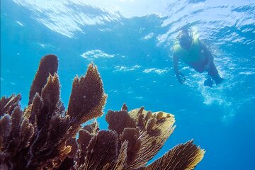 Key Largo Snorkeling Tour with Snacks, Drinks, & Snorkeling Gear