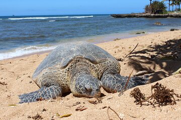 North Shore Haleiwa Beach Tour