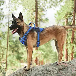 Pet Go Out Chest And Back Adjustable Reflective Chest And Back Large Dog Comfortable Chest Harness Lightinthebox