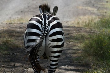 Nairobi National Park/elephant & Giraffe Tours