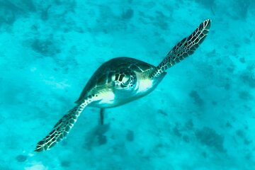 St. John Turtle Snorkel and Cays Full Day
