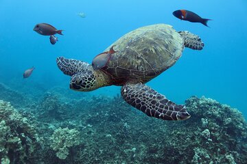 Turtle Snorkeling with Hula Performance on a Double-decker Boat