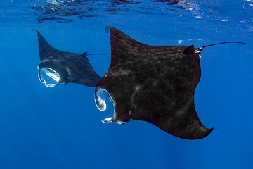 Kona Manta Ray Night Snorkel, 12 Guest Max! Navy SEAL Speed Boat