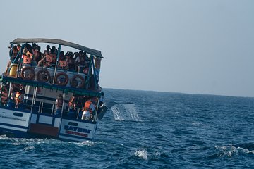 Whale Watching Tour in Mirissa