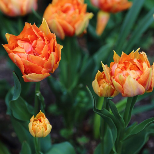 (20) WILLEM VAN ORANJE DOUBLE EARLY TULIPS